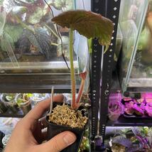Begonia cf. robusta Aceh Sumatera【ZOE0622-01i】原種ベゴニア　ロブスタ　山野草_画像8