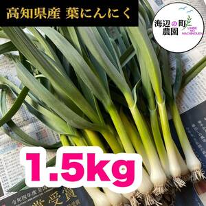 高知県産【高級食材♪葉ニンニク】1.5kg 産地直送　野菜　Mt