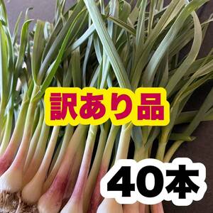 【訳あり品】高知県産【高級食材♪葉ニンニク】40本 葉にんにく 野菜 Mc