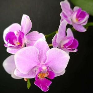 花芽あり Phal. San-Jie Diamond ファレノプシス サンジェ ダイアモンド 胡蝶蘭 洋蘭 洋ラン