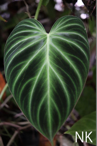 【NK】閃光系美麗個体 Philodendron verrucosuｍ【フィロデンドロン アンスリウム】