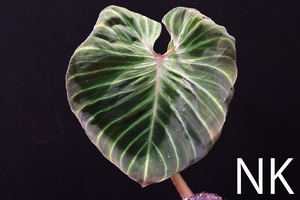 【NK】珍しくて格好良いヴェルコサム Philodendron verrucosuｍ select【フィロデンドロン アンスリウム】