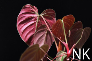 【NK】Philodendron rubrijuvenile ‘El Choco red’ エルチョコレッド【フィロデンドロン アンスリウム】