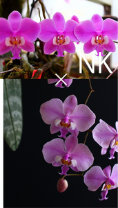 【NK】在庫超僅少(1) Phal.schilleriana 超ロングリーフ×パープレア交配【洋蘭 ファレノプシス シレリアナ 胡蝶蘭】