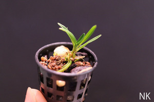 【NK】Angrecum urschianum マダガスカルの希少原種 【アングレカム エランギス アングレコイド】