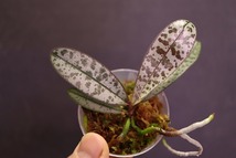 【NK】(PS2良銀葉) Phal.schilleriana 山木銀葉×銀葉パープレアのシブリングクロス【洋蘭 ファレノプシス シレリアナ 胡蝶蘭】_画像8