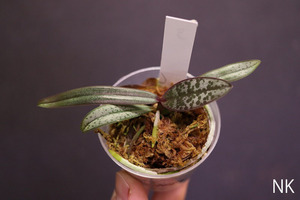 【NK】(NS1) Phal.schilleriana Luzon島産自然種銀葉系個体の実生苗 独特な葉模様【洋蘭 ファレノプシス シレリアナ 胡蝶蘭】