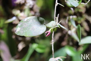 【NK】ボルネオ島雲霧林産のキノコみたいな草姿のミニチュアバルボ Bulbophyllum membranaceum【洋蘭 原種 バルボフィラム】