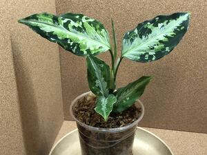 ⑦Aglaonema pictum/アグラオネマ ピクタム Corsair コルセア 【AZ0216-1d 】/超激レア/超希少、オブリクア、AZネームド、大株/超激安/お得