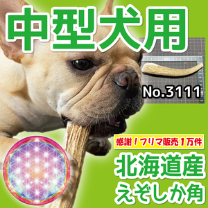 ■ 中型犬用 ■ 天然 北海道産 蝦夷鹿の角 ■ 1本 ■ 犬のおもちゃ ■ 無添加 エゾシカ ツノ 鹿の角 犬 31112