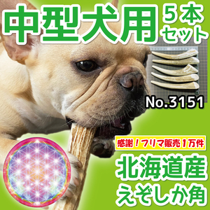 ■ 中型犬用 ■ 蝦夷鹿の角 5本セット ■ 天然 無添加 北海道産 ■ 犬のおもちゃ ■ 鹿角 エゾシカ ツノ 鹿の角 犬 31512