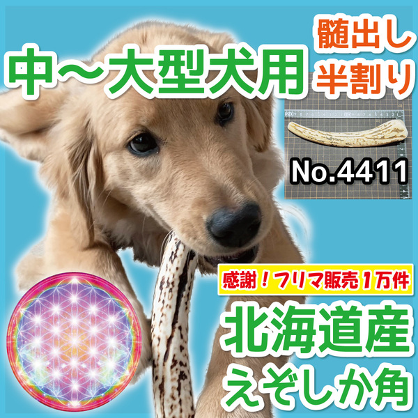 ■ 中～大型犬用 ■ 天然 北海道産 蝦夷鹿の角 ■ 半割り 1本 ■ 犬のおもちゃ ■ 無添加 エゾシカ ツノ 鹿の角 犬 　44111