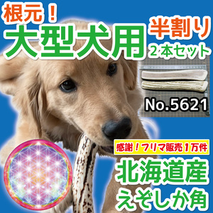 # for large dog # root origin part half tenth 2 pcs set # natural Hokkaido production .. deer. angle # dog. toy # no addition ezo deer tsuno deer. angle dog 56212