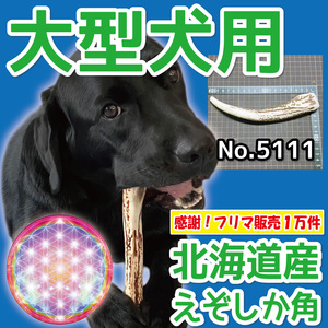 ■ 大型犬用 ■ 天然 北海道産 蝦夷鹿の角 ■ 1本 ■ 犬のおもちゃ ■ 無添加 エゾシカ ツノ 鹿の角 犬 51111