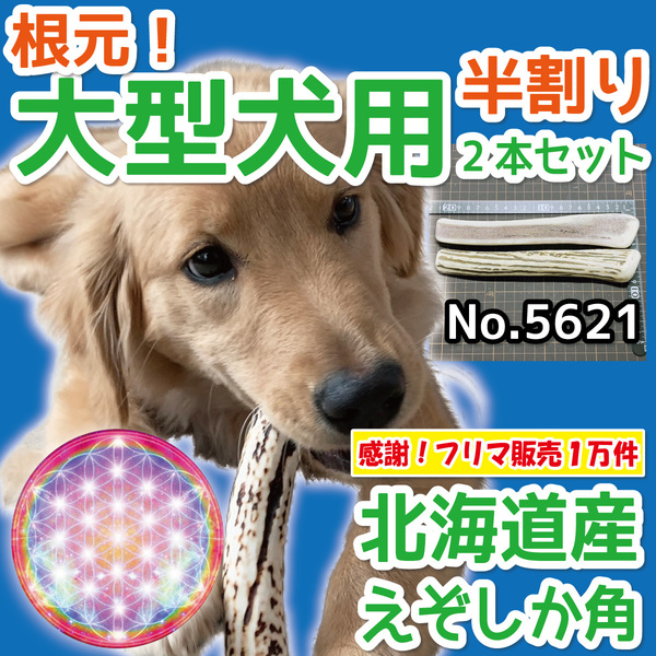 ■ 大型犬用 ■ 根元部分 半割り 2本セット ■ 天然 北海道産 蝦夷鹿の角 ■ 犬のおもちゃ ■ 無添加 エゾシカ ツノ 鹿の角 犬 56211