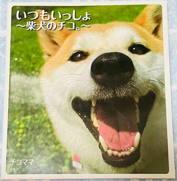 【値下げ中】いつもいっしょ 柴犬のチコ。