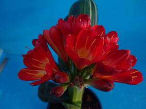 ＊クンシラン＊　超綺麗な縞、刷毛縞タイプ、真っ赤花ねらいの ４年生実生 ２本植え　１作開花見込株