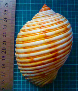 貝 標本 ホロガイ 85mm