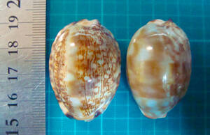 貝 標本 ヤクシマダカラ 2個セット