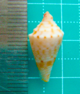 貝 標本 キシュウイモ 18mm