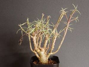 ユーフォルビア バルサミフェラ Euphorbia balsamifera 2 ※到着までに落葉する恐れがあることをご了承ください