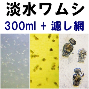 【送料込】淡水ワムシ 種水 300ml + 濾し網 1個   ツボワムシ 培養液 メダカ・金魚の針子の活き餌 動物プランクトン 水槽用品の画像1