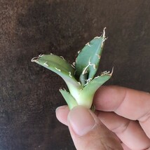 【AGAVE TITANOTA 純血オテロイ選抜】ウタダさん株　現地球実生　アガベ　チタノタ　子株_画像4