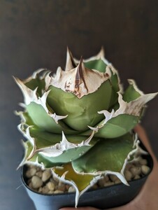 【AGAVE TITANOTA Kelly】ケリー　台湾の白犀牛やUSのトリケラトプスと同血統という話　超ムチプリ　アガベ　チタノタ　子株