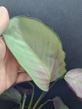 【Arc】希少！Calathea 'Pink Aurora' // カラテア ピンク オーロラ _画像5