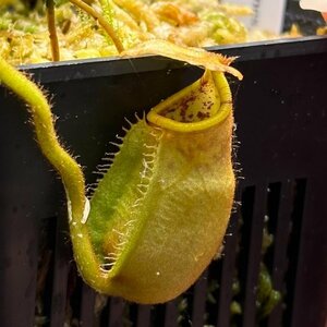 Nepenthes erucoides (Dinagat, Philippines) Clone: (RSC) AW：食虫植物 ネペンテス ウツボカズラ