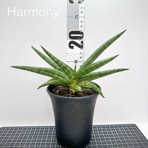 サンスベリア ノップファイヤー サンセベリア sansevieria Nop Fire 