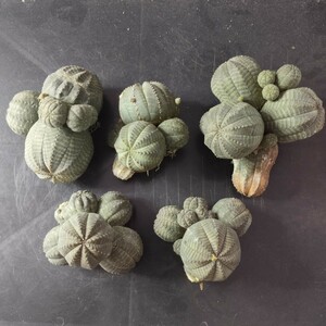 AS643多肉植物 ユーフォルビア オベサ Euphorbia obesa 多頭株 5株同梱
