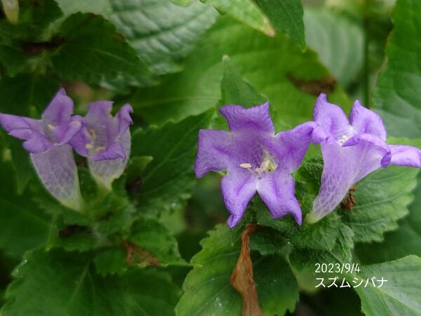 スズムシバナ苗　 山野草