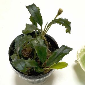 MF便 Bucephalandra sp. “Pakak4” [MF0417-6A] ブセファランドラ　パルダリウム　ビバリウム