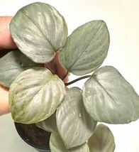 PV便 Homalomena sp. Silver West Javaホマロメナ パルダリウム　ビバリウム 熱帯植物 _画像1