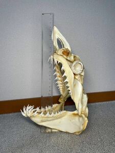 【在庫処分最終値下げ】【アオザメ】頭骨標本/サメ/標本/骨格標本/サメの標本/国産/混獲