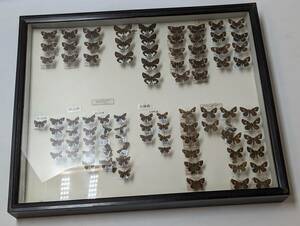 蝶　標本　チャバネセセリ　ダイミョウセセリ　ホソバセセリ　　中古　ドイツ箱　標本箱サイズ横51cm幅42cm厚み6cmの箱です