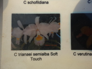 洋蘭原種カトレアC trianaei semialba Canaimas Soft Touch(3,5)