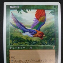 MTG 極楽鳥　マジック・ザ・ギャザリング　第7版　231　レア　クリーチャー　鳥　_画像2