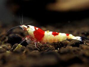 [10 pcs ] Red Bee Shrimp [10mm~15mm size ]*tsumatsuma center *