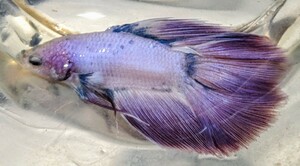 【ほっぺちゃんFARM】〈ベタ・Betta〉E-2 パープルピンク・ファンシーDT (オス♂)