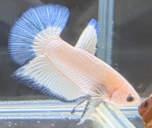 【ほっぺちゃんFARM】〈ベタ・Betta〉Z-1 ブルーリムPK (オス♂)☆SALE☆