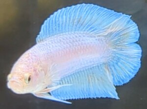 【ほっぺちゃんFARM】〈ベタ・Betta〉C-6 パステルホワイト・ブルーリフレクションDTPK (オス♂)