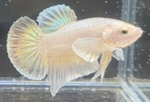 【ほっぺちゃんFARM】〈ベタ・Betta〉F-6 プラチナゴールド・ダンボPK (オス♂)