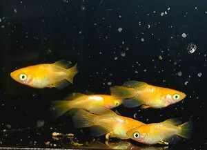 送料込み【サイコメダカ】極上 わかばめだか様直系 朱天皇RLF (リアルロングフィン) 若魚 1ペア+♂&ヘテロ 2匹 現物出品