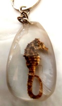 タツノオトシゴ　標本　キーホルダー　本物　竜の落し子　辰　干支　可愛い　海　生き物　実物　幸運　珍しい　珍品　美しい_画像1