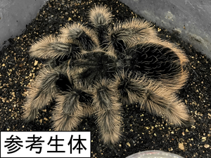 【初心者向タランチュラ】匿名配送 ♀亜成体 カーリーヘアー Tliltocatl albopilosus(旧Brachypelma)［本州・四国のみ発送可］