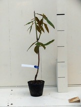 稀少な原種 ： セイヨウシャクナゲ（西洋石楠花） フロリバンダム 12.16 （R, frolibumdum COX.PA.5020) _画像4
