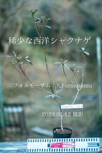 稀少な原種 ： セイヨウシャクナゲ（西洋石楠花） フォルモーサム（R, formosum) 01.16