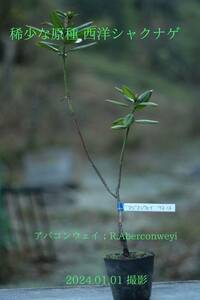 稀少な原種 ： セイヨウシャクナゲ（西洋石楠花） アバコンウェイ（R, aberconwey) 蕾付き 12.16